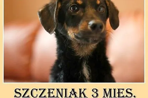 3mies. szczeniaczekk,piesek średni,szczepiony BIGLINEK.Adopcja,  łódzkie Łódź