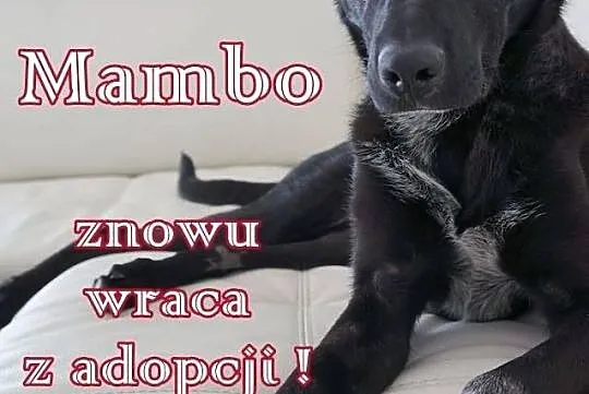 Mambo - kolejny raz oddany. Ile jeszcze w stanie j