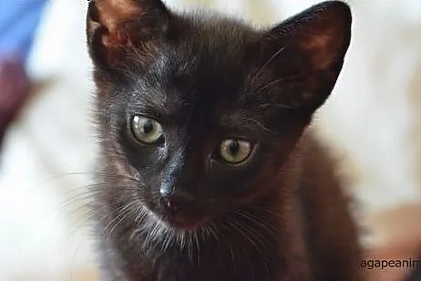 Fado - trzymiesięczny wulkan energii szuka domku(Fundacja Agapeanimali),  wielkopolskie Poznań