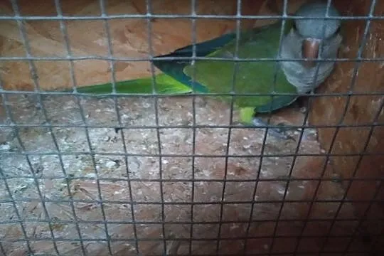 Sprzedam samca mnichy, Wielkopolskie, Kościan