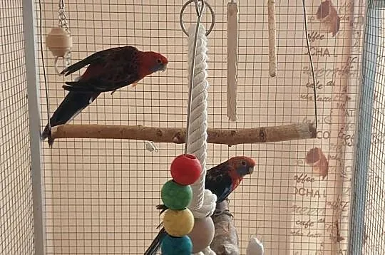Papugi rozella krolewska para, Podkarpackie, Łańcut