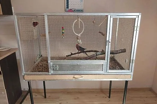 Papugi rozella krolewska para, Podkarpackie, Łańcut