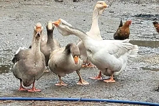 Gęsi Chołmogory, Lubuskie, Zielona Góra