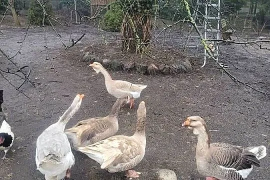 Gęsi Chołmogory, Lubuskie, Zielona Góra