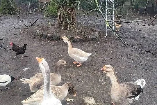 Gęsi Chołmogory, Lubuskie, Zielona Góra