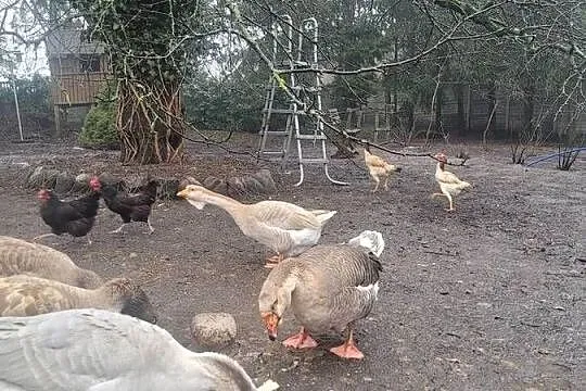 Gęsi Chołmogory, Lubuskie, Zielona Góra