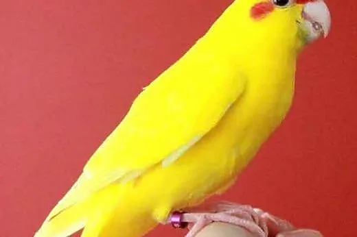 Ręcznie karmione Modrolotki czerwonoczelne (papugi