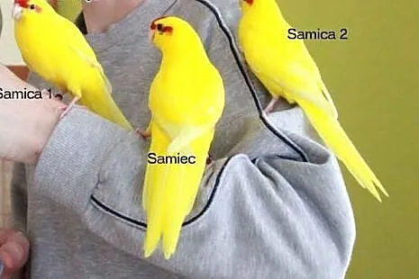 Ręcznie karmione Modrolotki czerwonoczelne (papugi