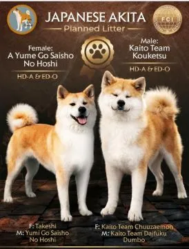 Akita Inu – Piękne Szczenięta FCI - Kuma Kai Kennels