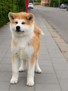 Akita Inu – Piękne Szczenięta FCI - Kuma Kai Kennels, Mazowieckie, Warszawa