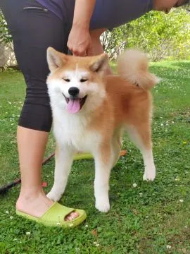 Akita Inu – Piękne Szczenięta FCI - Kuma Kai Kennels, Mazowieckie, Warszawa