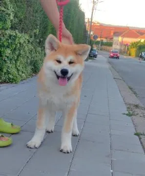 Akita Inu – Piękne Szczenięta FCI - Kuma Kai Kennels, Mazowieckie, Warszawa