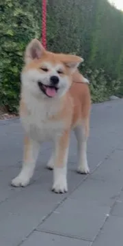 Akita Inu – Piękne Szczenięta FCI - Kuma Kai Kennels, Mazowieckie, Warszawa