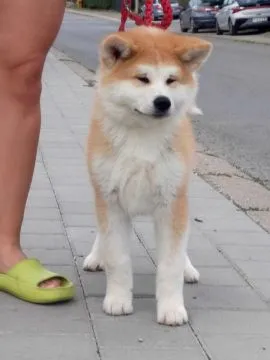 Akita Inu – Piękne Szczenięta FCI - Kuma Kai Kennels, Mazowieckie, Warszawa