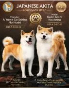 Akita Inu – Piękne Szczenięta FCI - Kuma Kai Kennels