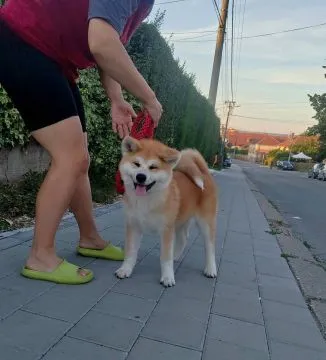 Akita Inu – Piękne Szczenięta FCI - Kuma Kai Kennels, Mazowieckie, Warszawa