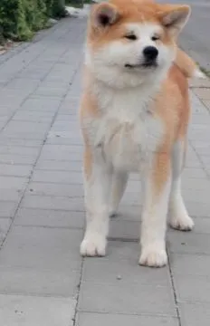 Akita Inu – Piękne Szczenięta FCI - Kuma Kai Kennels, Mazowieckie, Warszawa