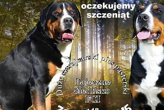 Duży Szwajcarski Pies Pasterski szczeniak szczeniaki oczekujemy marzec