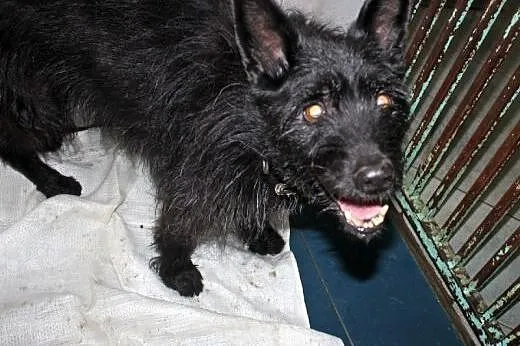 Senior szuka domu,  łódzkie Łódź