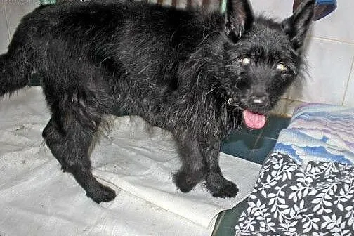 Senior szuka domu,  łódzkie Łódź