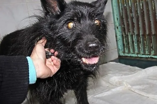 Senior szuka domu,  łódzkie Łódź