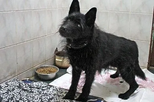 Senior szuka domu,  łódzkie Łódź