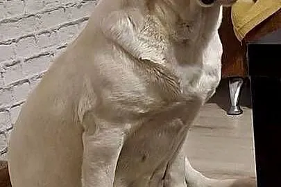 Labrador retriever zapowiedz miotu 2026r