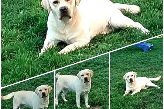 Labrador retriever zapowiedz miotu 2026r, Mazowieckie, Pasztowa Wola