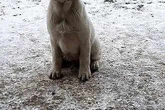 Labrador retriever zapowiedz miotu 2026r, Mazowieckie, Pasztowa Wola