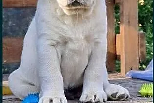 Labrador retriever zapowiedz miotu 2026r, Mazowieckie, Pasztowa Wola