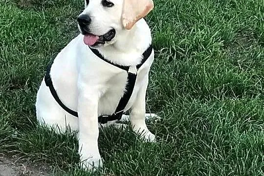 Labrador retriever zapowiedz miotu 2026r, Mazowieckie, Pasztowa Wola