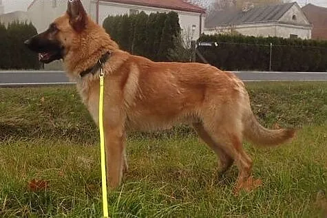 Seweryn ok 2 letni do adopcji FILMIK,  mazowieckie