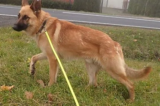 Seweryn ok 2 letni do adopcji FILMIK,  mazowieckie