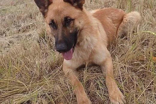 Seweryn ok 2 letni do adopcji FILMIK,  mazowieckie