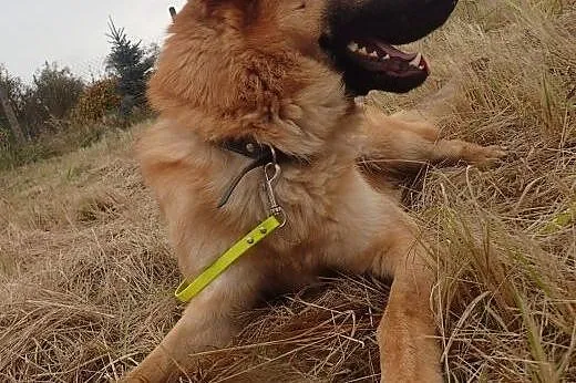 Seweryn ok 2 letni do adopcji FILMIK,  mazowieckie