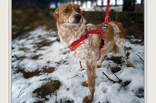 DROPCIA,1rok,młoda,6kg,mała,łagodna,sterylizowana suczka.ADOPCJA, Podkarpackie, Rzeszów