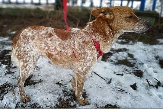 DROPCIA,1rok,młoda,6kg,mała,łagodna,sterylizowana suczka.ADOPCJA, Podkarpackie, Rzeszów