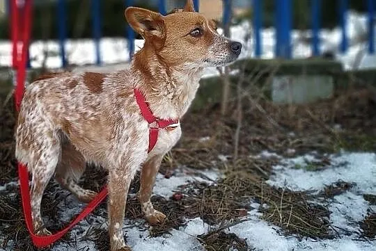 DROPCIA,1rok,młoda,6kg,mała,łagodna,sterylizowana suczka.ADOPCJA, Podkarpackie, Rzeszów