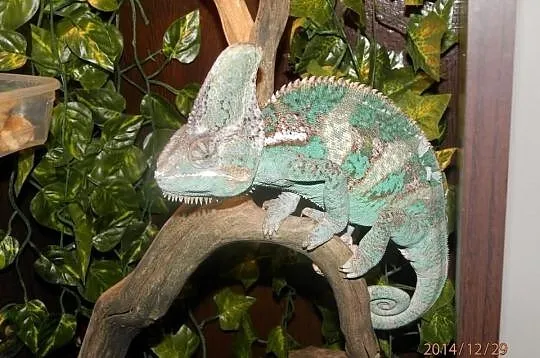 Kameleon Jemeński samiec wraz z terrarium