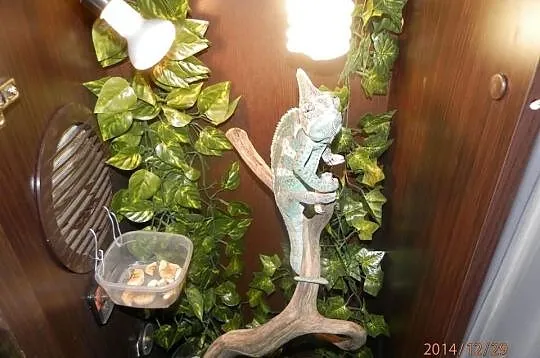 Kameleon Jemeński samiec wraz z terrarium