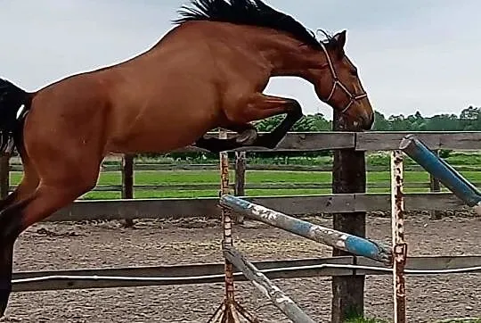 Klacz po Dilmar 2019 sprzedaż/zamiana, , 