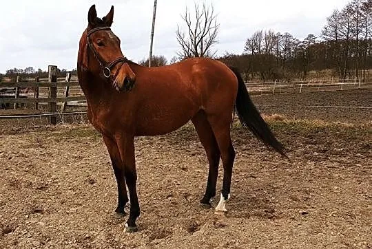 Klacz po Dilmar 2019 sprzedaż/zamiana, , 
