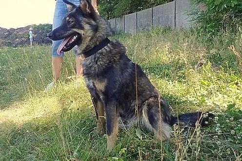 Aron- mini wilczek ,  łódzkie Skierniewice