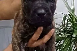 Cane corso pieski