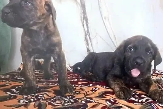 Cane corso pieski, Mazowieckie, Mińsk Mazowiecki