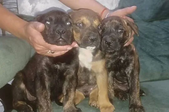 Cane corso pieski, Mazowieckie, Mińsk Mazowiecki