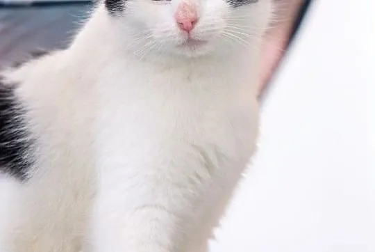 Frida - śłiczna czarno-biała koteczka szuka domu, Łódź