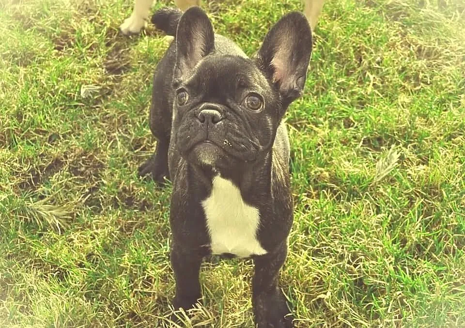 Buldog francuski