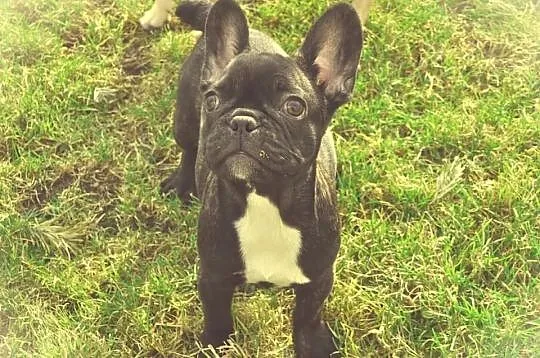 Buldog francuski