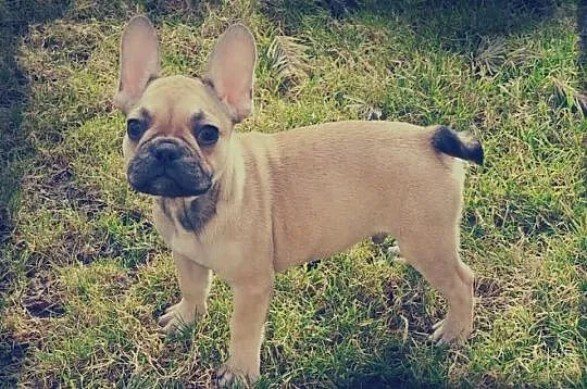 Buldog francuski